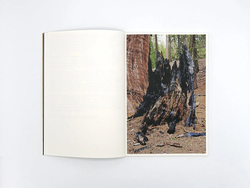 SPECIAL EDITION: Danielle Mericle – The Dark Wood - Image 5