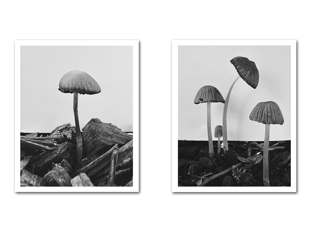 Ying Ang – Fruiting Bodies - Image 17